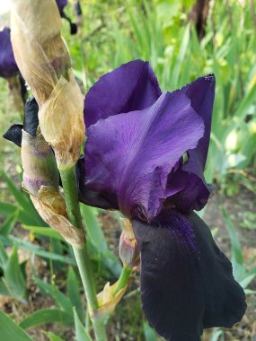 Yeşil çimenlerin arasında mor iris çiçeğinin yakın çekimi