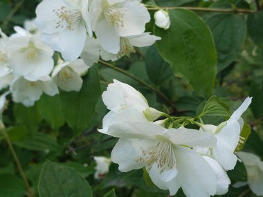 Ağaçların dallarındaki bahçede güzel beyaz çiçekler