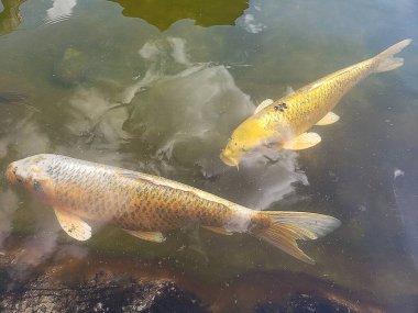 Japon sazan balığı gölette, yakın çekim manzaralı.