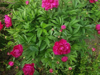 Bahçedeki güzel kırmızı şakayık çiçeği