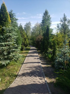 Yeşil bitki örtüsü olan güzel park manzarası