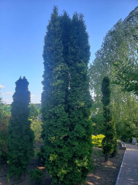 Yeşil bitki örtüsü olan güzel park manzarası