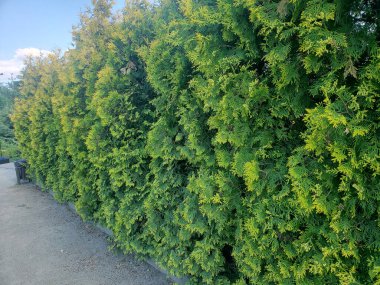 Parktaki thuja ağaçlarına yakın çekim