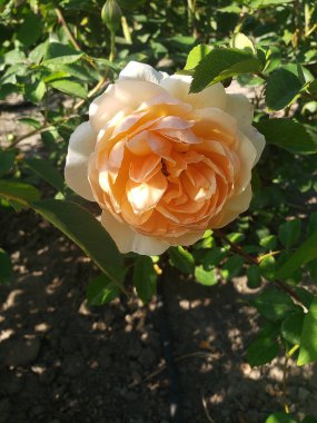 Bahçedeki güzel sarı gül. Yakın plan.