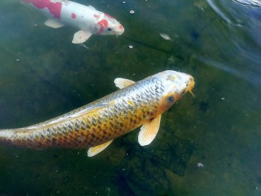 Japon sazan balığı gölette, yakın çekim manzaralı.