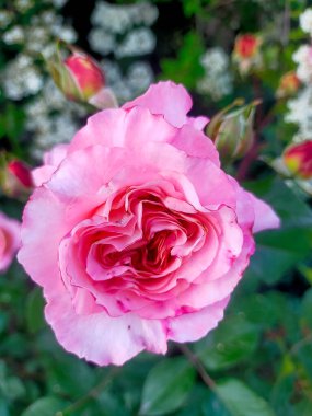 Bahçede güzel pembe bir gül. Yaklaş.