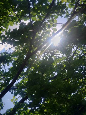 Gökyüzünde yeşil ağaç dalları