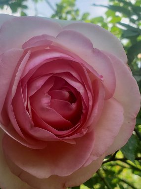 Bahçedeki pembe gülü yeşillik arka planına yaklaştır