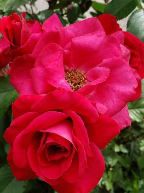 Bahçedeki kırmızı gülleri yeşillik arka planına yakın çekim