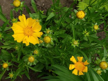 Bahçedeki güzel sarı çiçek, doğa.