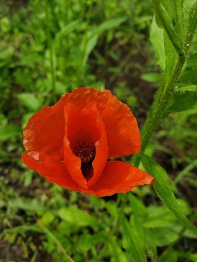 Bahçenin yeşil bitkilerinin arasında kırmızı haşhaş