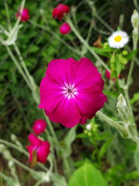 bahçede pembe çiçek closeup