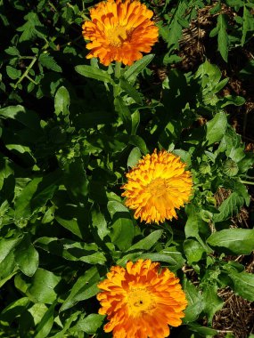 Ön planda yeşil yaprakların arasında Marigold çiçekleri var..