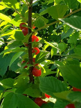 Ön planda çilekli Keçeli kiraz dalları var.