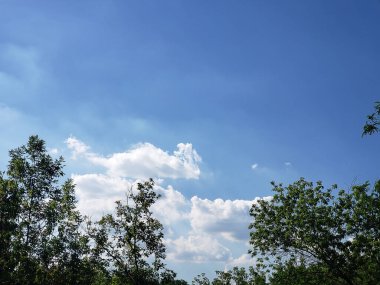 Ağaçların tacı, bulutlu mavi gökyüzünün arka planına karşı