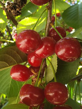 Yeşil yaprakların üzerinde olgunlaşmış kirazların meyveleri.