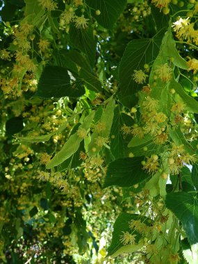 Branches of a flowering linden tree