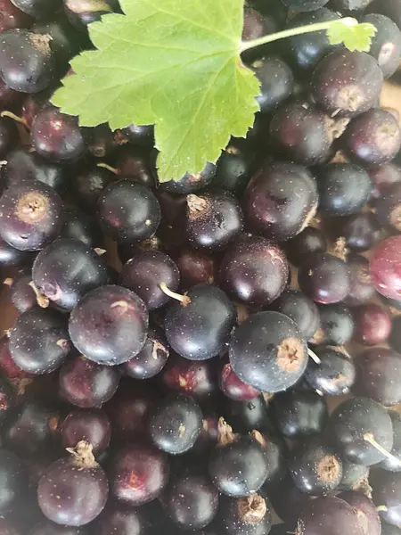 Ön planda yeşil yapraklı siyah üzümler var.