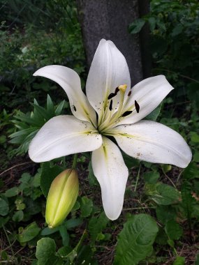 beyaz çiçekler ve zambak tomurcukları