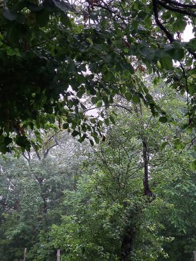 Yağmur altındaki ağaçların güzel manzarası