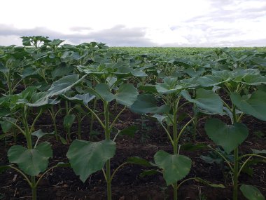 Büyüyen yeşil ayçiçeği tarlası