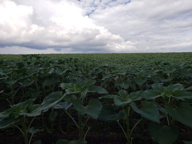Büyüyen yeşil ayçiçeği tarlası