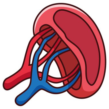 Karikatür insan dalağı beyaz arkaplanda izole edildi