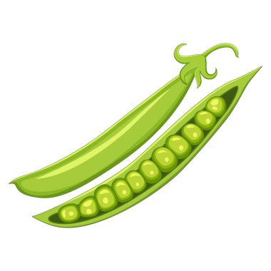 Tüm yeşil bezelye kabuğunun vektör çizimi ve bir başka bölünmüş, taze ortaya çıkan