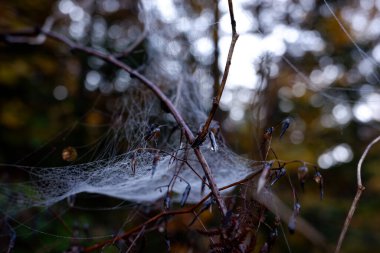 Karanlık Çek ormanında sabah çiğ tanesiyle kaplanmış örümcek ağı. Keşif ve keşif, Çek doğası, Çek Cumhuriyeti.