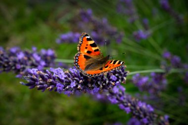Sıcak ve güneşli bir yaz gününde açan renkli bir lavantanın üzerinde oturan kelebeğin yakın çekim görüntüsü.