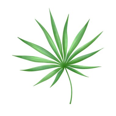 beyaz arkaplanda yeşil yapraklar