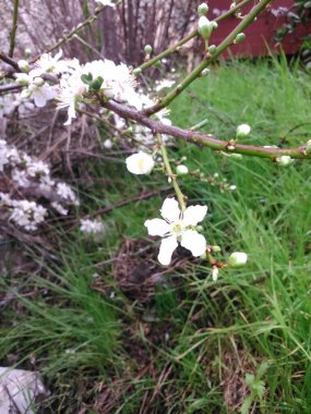 Bahçede çiçek açan beyaz kiraz.