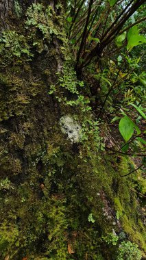 Ağaç kabuğu dokusu, doğal yosun.