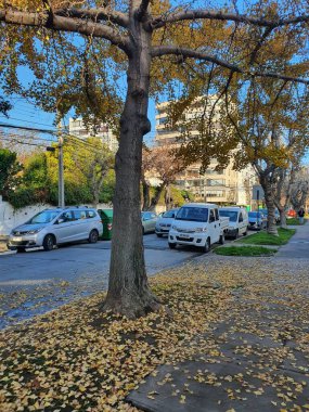 Şehirdeki sonbahar parkı