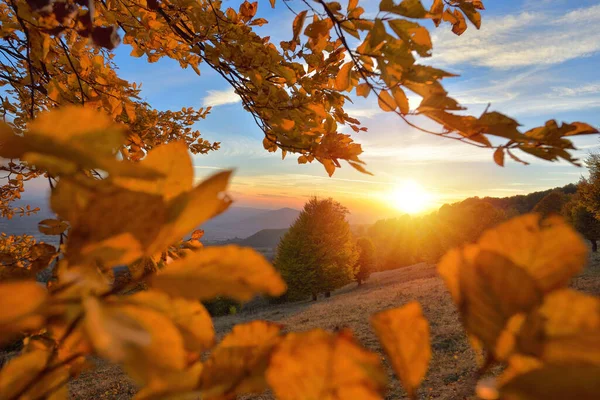 Красивый Осенний Пейзаж Листвы Теплым Светом Заката Над Горным Лесом — стоковое фото