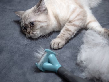 Beyaz İngiliz kısa saçlı kedi büyük bir kürk yığınının yanında duruyor.