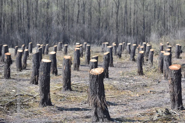 Yıkım Tanığı Ormanların Yok Olması Doğal Denge Üzerine Etkisi — Stok fotoğraf