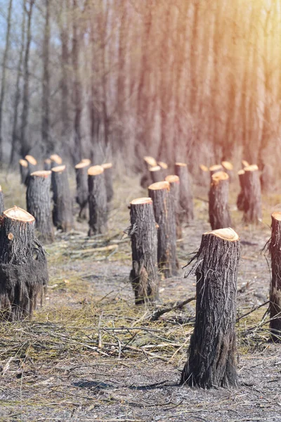 Yıkım Tanığı Ormanların Yok Olması Doğal Denge Üzerine Etkisi — Stok fotoğraf