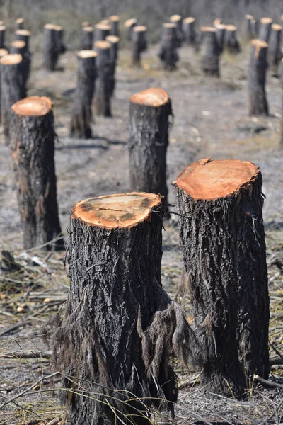 森林砍伐及其对自然平衡的影响 — 图库照片
