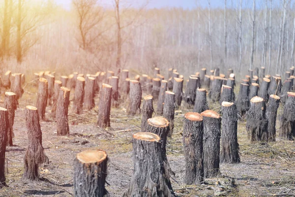 Zeuge Der Zerstörung Entwaldung Und Ihre Auswirkungen Auf Das Natürliche lizenzfreie Stockfotos