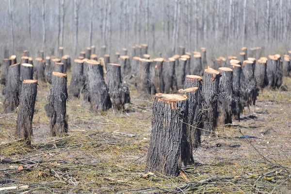 Zeuge Der Zerstörung Entwaldung Und Ihre Auswirkungen Auf Das Natürliche lizenzfreie Stockbilder
