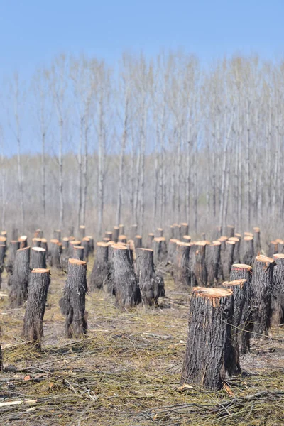 Zeuge Der Zerstörung Entwaldung Und Ihre Auswirkungen Auf Das Natürliche Stockbild