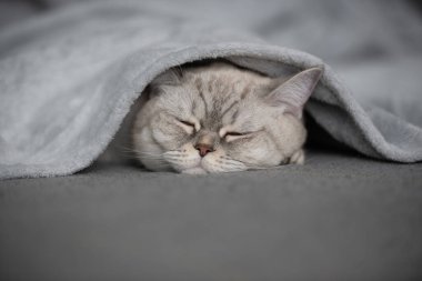 Sevimli Kedi Sıcak Battaniyenin Altında, Huzur İçinde Hayal Ediyor