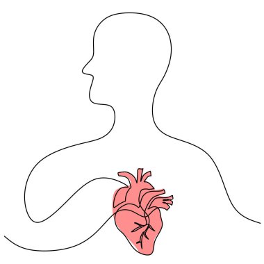 İnsan kalbi anatomik çizimi. Devamlı tek bir çizgi çiziliyor. İnsan vücudunun tıbbi anatomisini çiz.