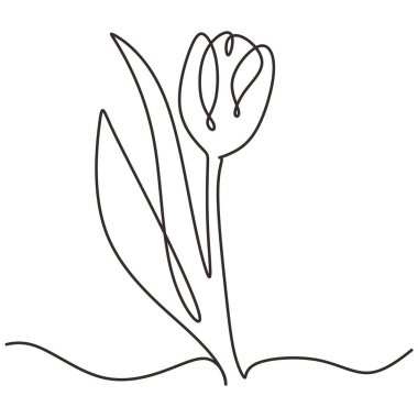 Lale bir çizim çizimi. Vektör illüstrasyonu izole edildi. Minimalist tasarım elle çizilmiş.