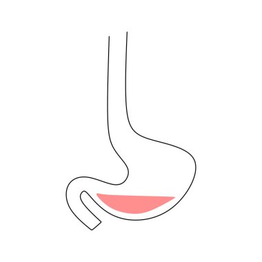 İnsan sindirimi. Sanat eseri çizimi. Aralıksız tek el anatomi bölümü çiziyor..