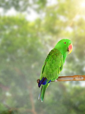 Güzel yeşil Electus papağanı doğa ormanında