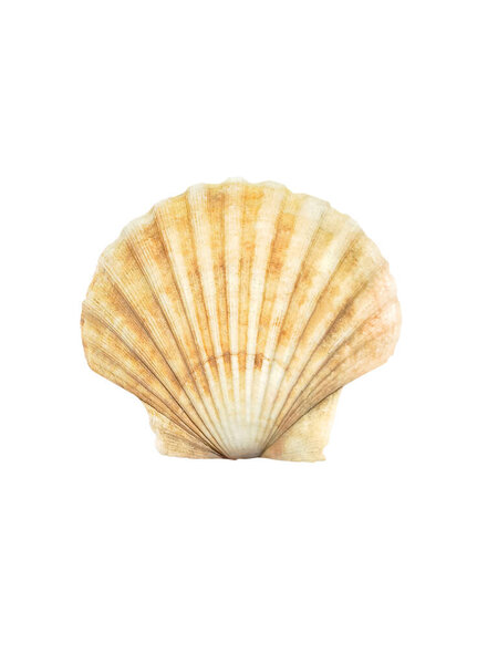 Закрыть оболочку океана, изолированную на белом фоне