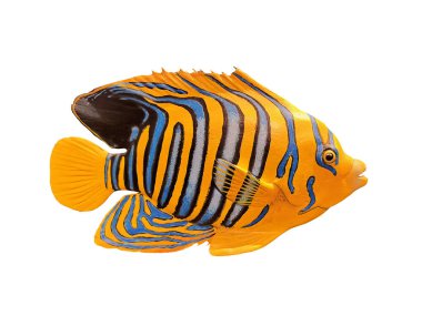 Görkemli melek balığı ölür. Yakalanan ve korunan beyaz arkaplan