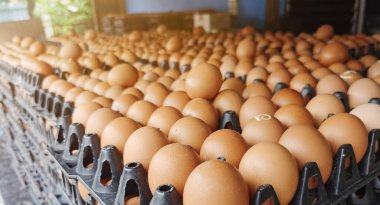 Ekonomik kriz sırasında yumurtalar pahalıdır, yüksek petrol fiyatları,